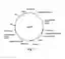 Fig. 02 - Recombinant expression vector elements (rEVEs) for enhancing expression of recombinant proteins in host cells