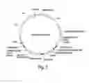 Fig. 03 - Recombinant expression vector elements (rEVEs) for enhancing expression of recombinant proteins in host cells