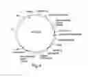 Fig. 05 - Recombinant expression vector elements (rEVEs) for enhancing expression of recombinant proteins in host cells