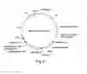 Fig. 07 - Recombinant expression vector elements (rEVEs) for enhancing expression of recombinant proteins in host cells