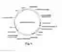 Fig. 09 - Recombinant expression vector elements (rEVEs) for enhancing expression of recombinant proteins in host cells