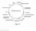 Fig. 10 - Recombinant expression vector elements (rEVEs) for enhancing expression of recombinant proteins in host cells