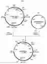 Fig. 02 - Fused Protein Composition