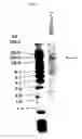 Fig. 04 - Fused Protein Composition