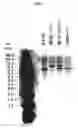 Fig. 05 - Fused Protein Composition