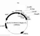 Fig. 08 - Fused Protein Composition