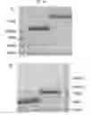 Fig. 17 - Fused Protein Composition