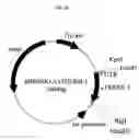 Fig. 34 - Fused Protein Composition