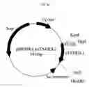 Fig. 35 - Fused Protein Composition