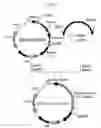 Fig. 42 - Fused Protein Composition