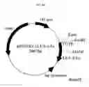Fig. 45 - Fused Protein Composition