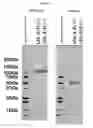 Fig. 47 - Fused Protein Composition