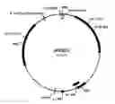 Fig. 01 - Polypeptides with starch debranching activity