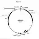 Fig. 02 - Polypeptides with starch debranching activity