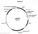 Fig. 03 - Polypeptides with starch debranching activity