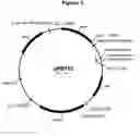 Fig. 04 - Polypeptides with starch debranching activity