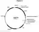 Fig. 06 - Polypeptides with starch debranching activity