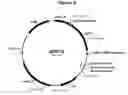 Fig. 07 - Polypeptides with starch debranching activity