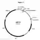 Fig. 08 - Polypeptides with starch debranching activity