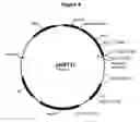 Fig. 09 - Polypeptides with starch debranching activity