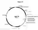 Fig. 10 - Polypeptides with starch debranching activity