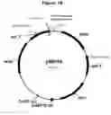 Fig. 11 - Polypeptides with starch debranching activity