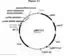 Fig. 12 - Polypeptides with starch debranching activity