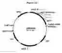 Fig. 13 - Polypeptides with starch debranching activity