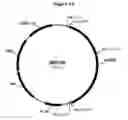 Fig. 14 - Polypeptides with starch debranching activity
