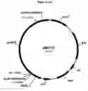 Fig. 15 - Polypeptides with starch debranching activity