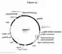 Fig. 17 - Polypeptides with starch debranching activity