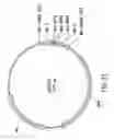 Fig. 24 - Methods and compositions for synthesis of nucleic acid molecules using multiple recognition sites