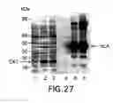 Fig. 36 - Methods and compositions for synthesis of nucleic acid molecules using multiple recognition sites