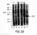 Fig. 37 - Methods and compositions for synthesis of nucleic acid molecules using multiple recognition sites