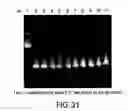 Fig. 41 - Methods and compositions for synthesis of nucleic acid molecules using multiple recognition sites