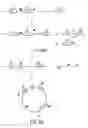 Fig. 46 - Methods and compositions for synthesis of nucleic acid molecules using multiple recognition sites
