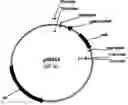 Fig. 01 - Vector constructs