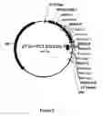 Fig. 03 - DNA CLONING VECTOR PLASMIDS AND METHODS FOR THEIR USE