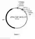 Fig. 07 - DNA CLONING VECTOR PLASMIDS AND METHODS FOR THEIR USE