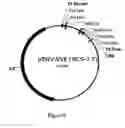 Fig. 09 - DNA CLONING VECTOR PLASMIDS AND METHODS FOR THEIR USE