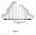 Fig. 10 - DNA CLONING VECTOR PLASMIDS AND METHODS FOR THEIR USE