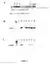 Fig. 02 - Multiple Gene Expression For Engineering Novel Pathways And Hyperexpression Of Foreign Proteins in Plants