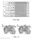 Fig. 35 - Hemagglutinin polypeptides, and reagents and methods relating thereto