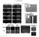 Fig. 02 - Defined media for pluripotent stem cell culture