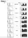 Fig. 02 - Antibody-Mediated Induction of Tumor Cell Death