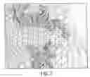Fig. 08 - Three-Dimensional Self Assembly in Suspension of Adherent Cells