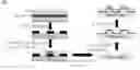 Fig. 01 - CELL ADHESION ON SURFACES OF VARYING TOPOGRAPHIES