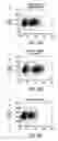 Fig. 16 - Method and means for producing high titer, safe, recombinant lentivirus vectors