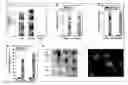 Fig. 01 - Intestinal folate transporter method