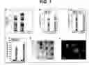 Fig. 02 - Intestinal folate transporter method